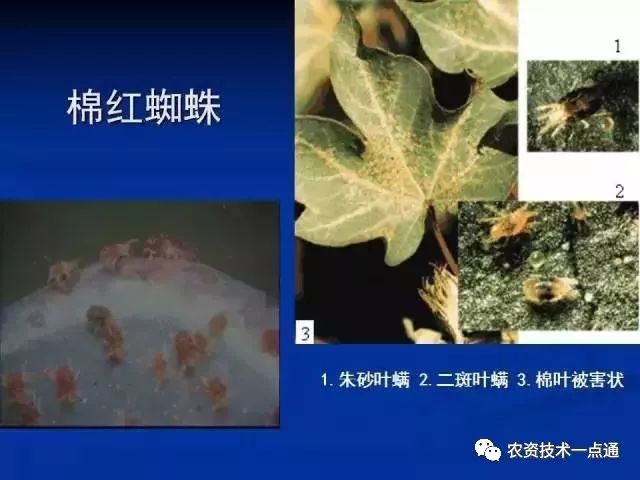 群龙无首 第5页